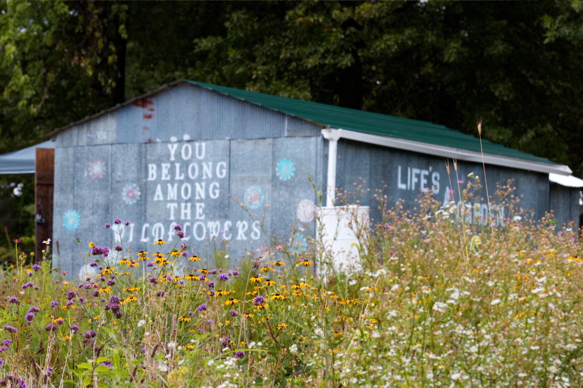 NW Arkansas: You Belong Among the Wildflowers